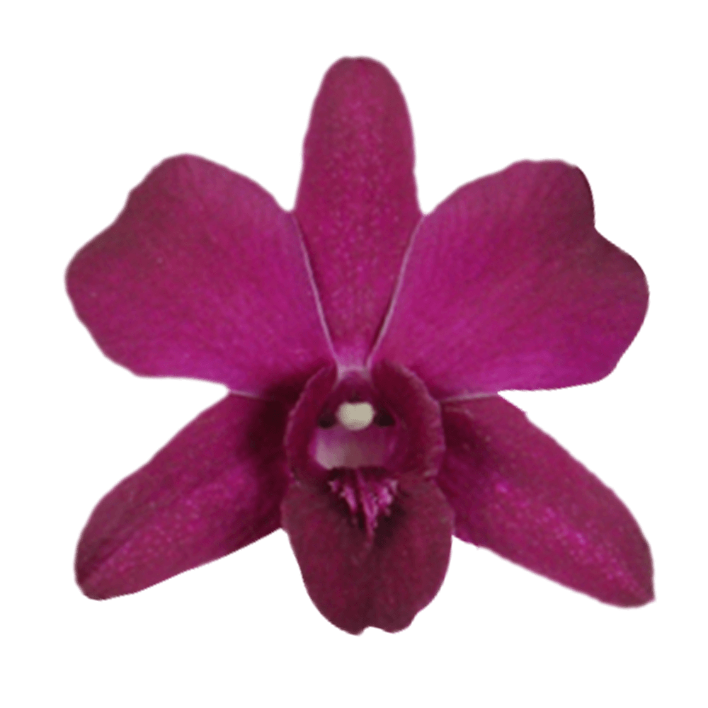 Purple New Wasana Orchids Bunches – Fresh Cut Flowers