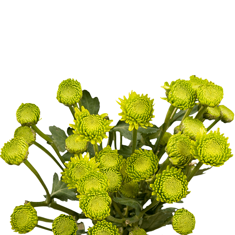 Green Button Pom Poms Bunches – Fresh Cut Flowers