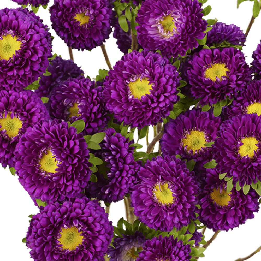 Purple Aster Matsumoto Flowers Fresh Cut Wholesale Daisy Blooms Bulk Stems