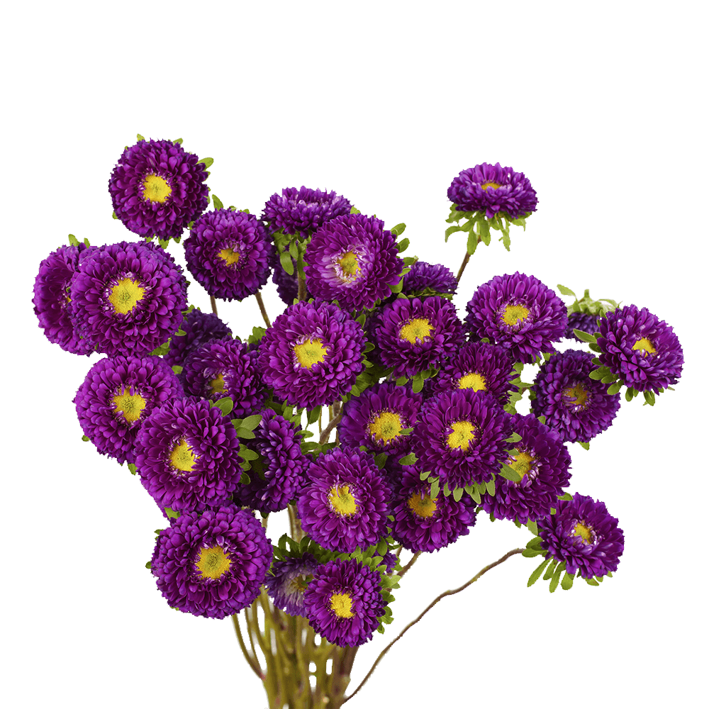 Purple Aster Matsumoto Flowers Fresh Cut Wholesale Daisy Blooms Bulk Stems