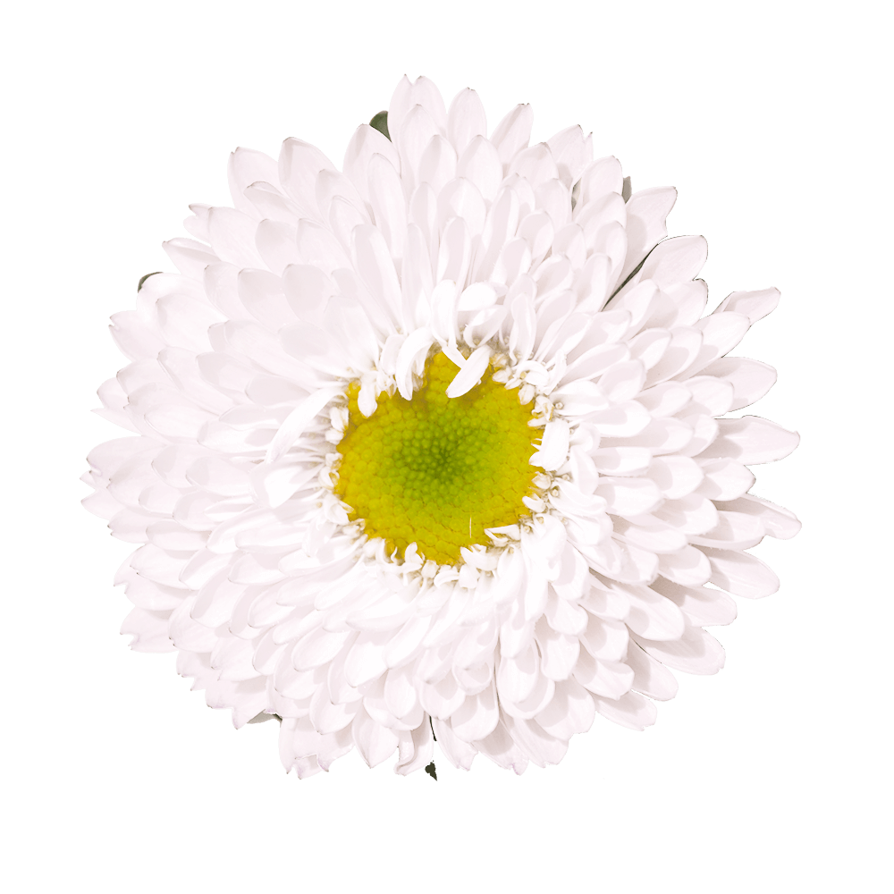 White Aster Matsumoto Flowers Fresh Cut Wholesale Daisy Blooms Bulk Stems