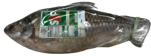 Shorputi – (Olive Barb)