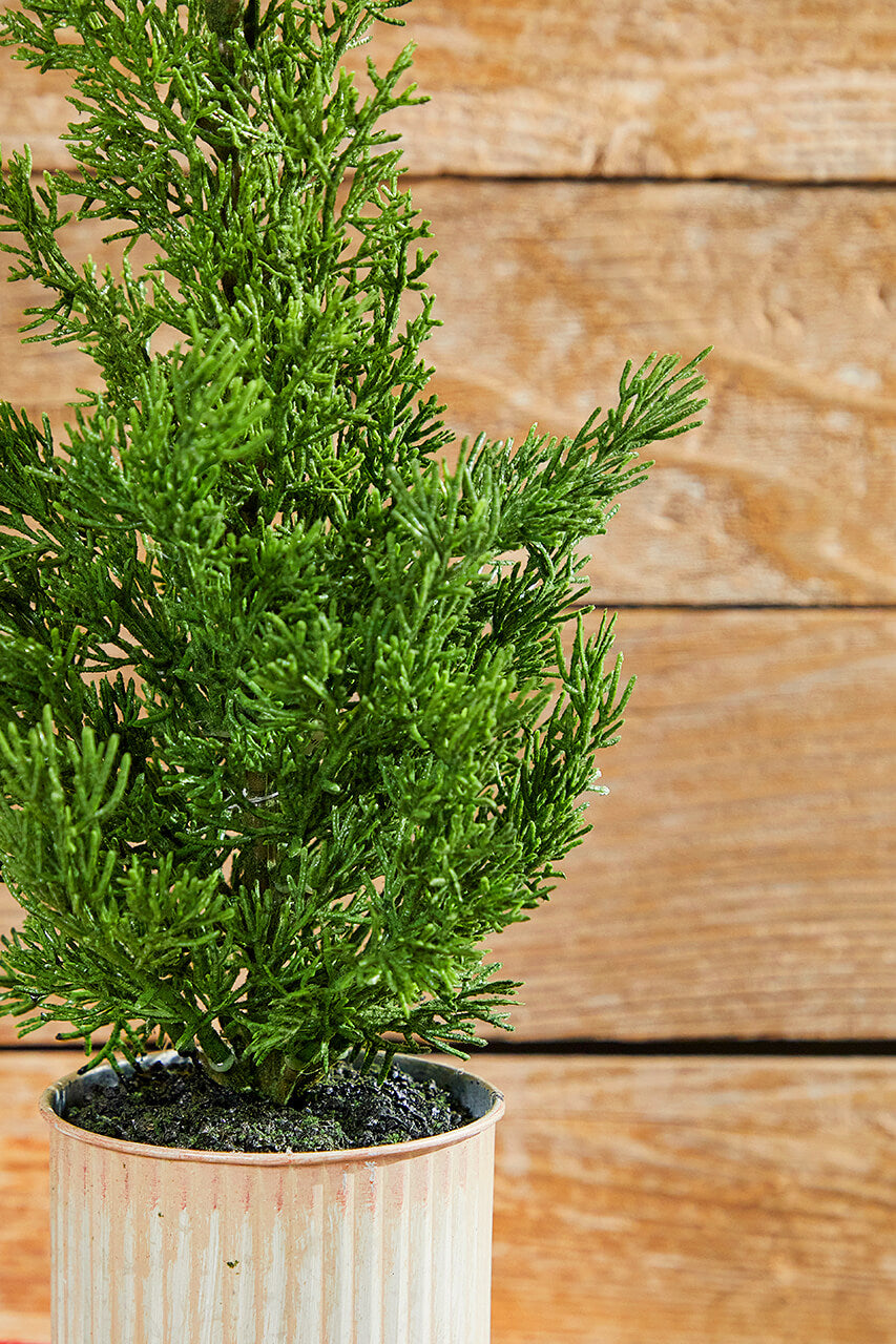 18" Cypress Tree in Tin Pot