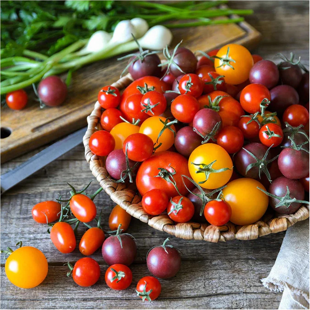 Rainbow Mix Cherry Tomato Seeds Red Orange Yellow Black Solanum Lycopersicum