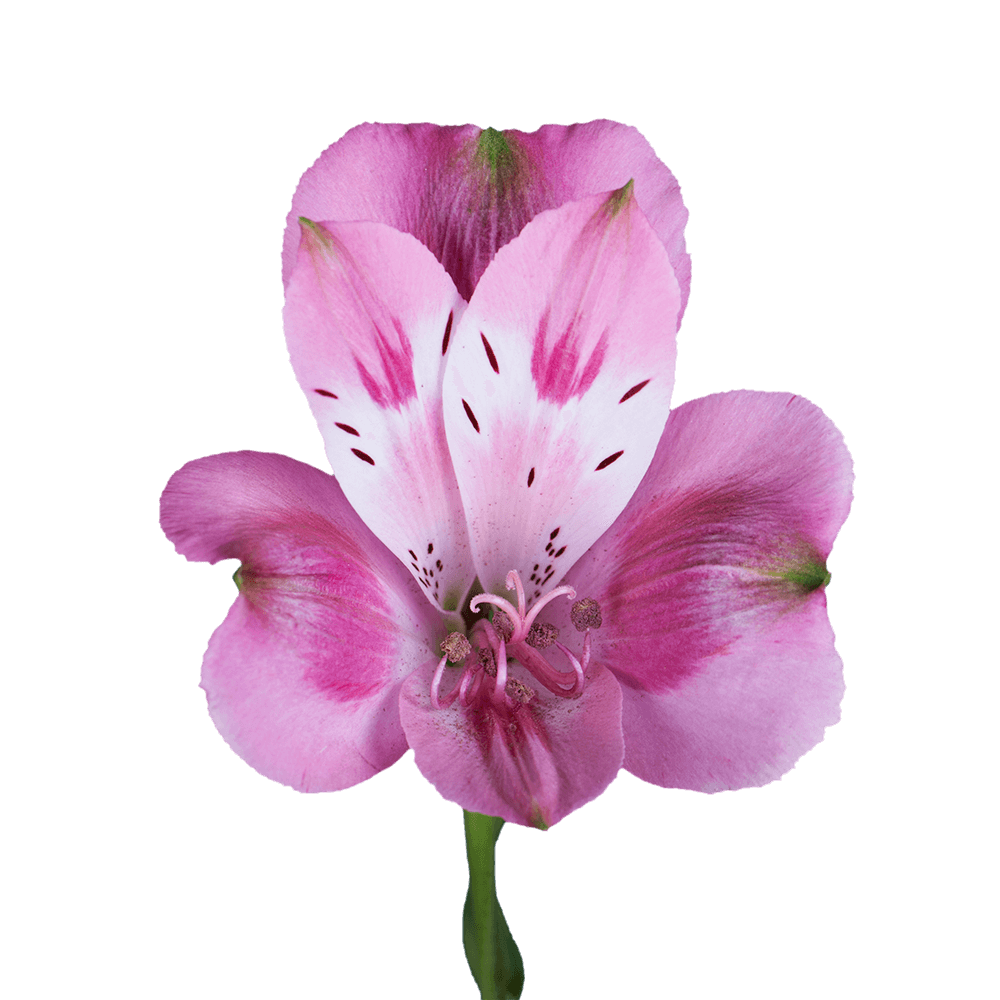 Lavender Alstroemeria Stems Flower Bouquets