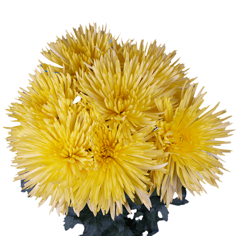 Yellow Fuji Spider Mums Bunches – Fresh Cut Flowers
