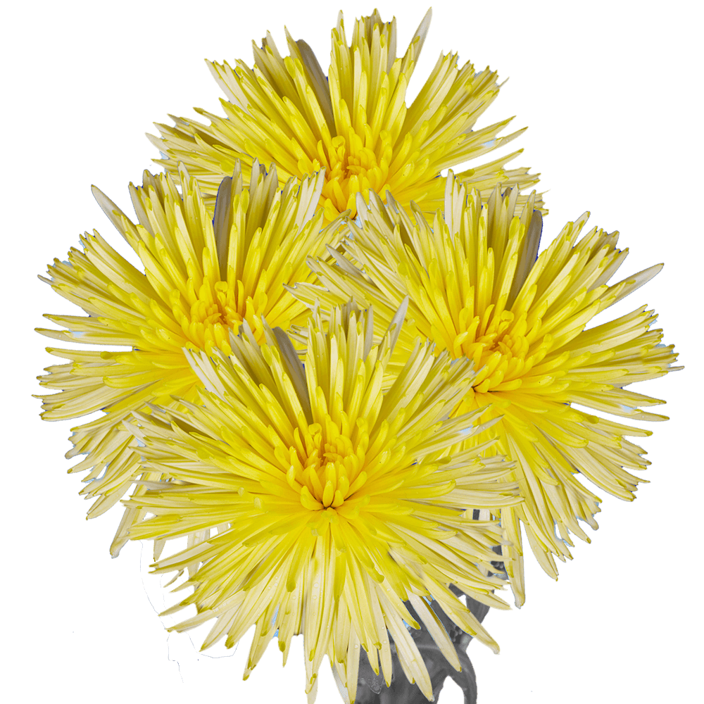 Yellow Fuji Spider Mums Bunches – Fresh Cut Flowers