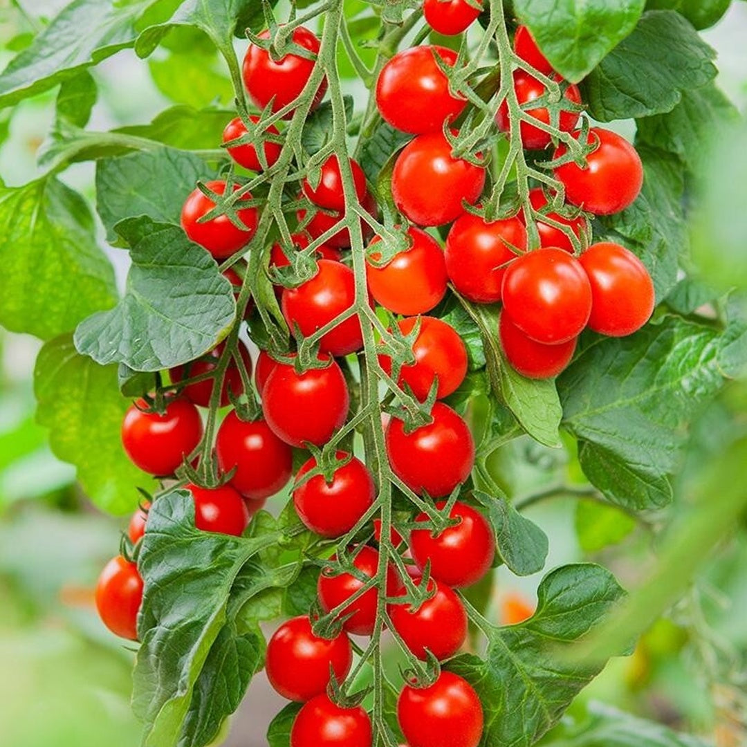 Super Sweet 100 Tomato Seeds Sweet Cherry Tomatoes High Yield Disease Resistant Non GMO Garden Seeds