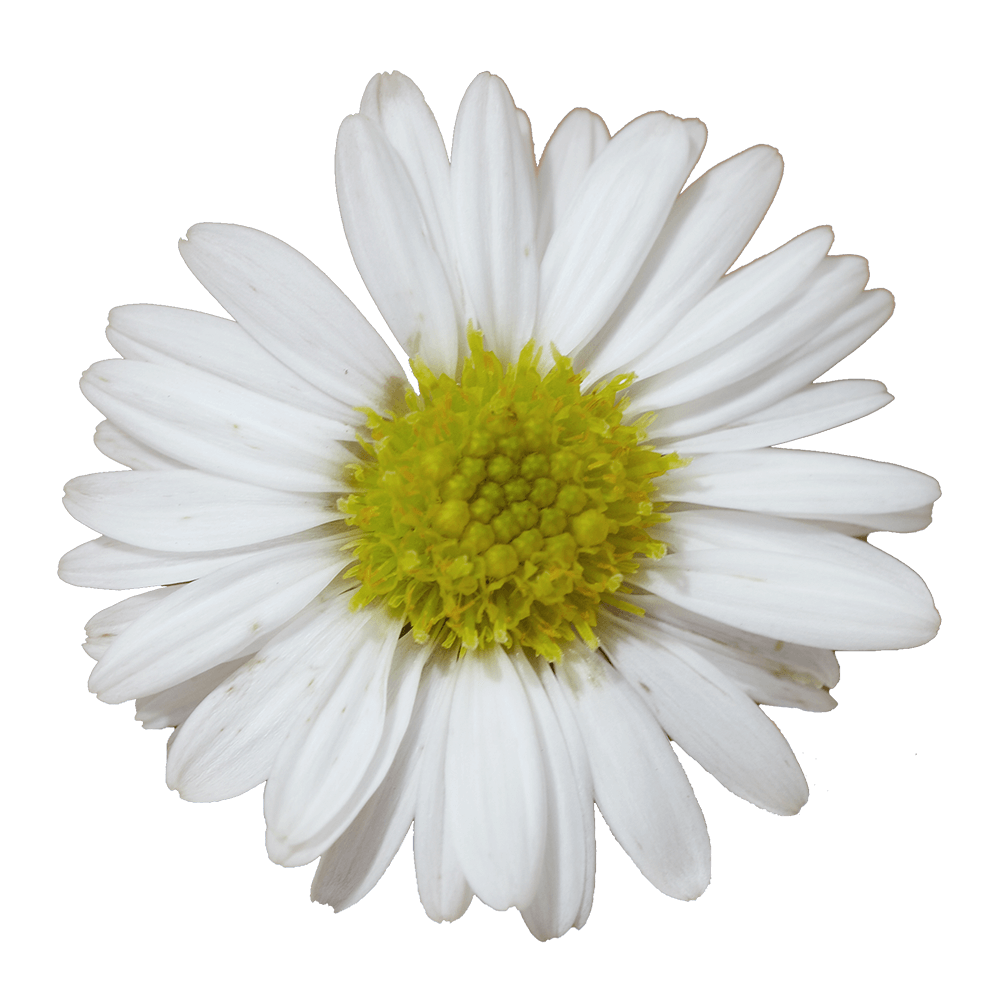 White Aster Flowers Fresh Cut Wholesale 60 Stems Snow White Daisy Blooms