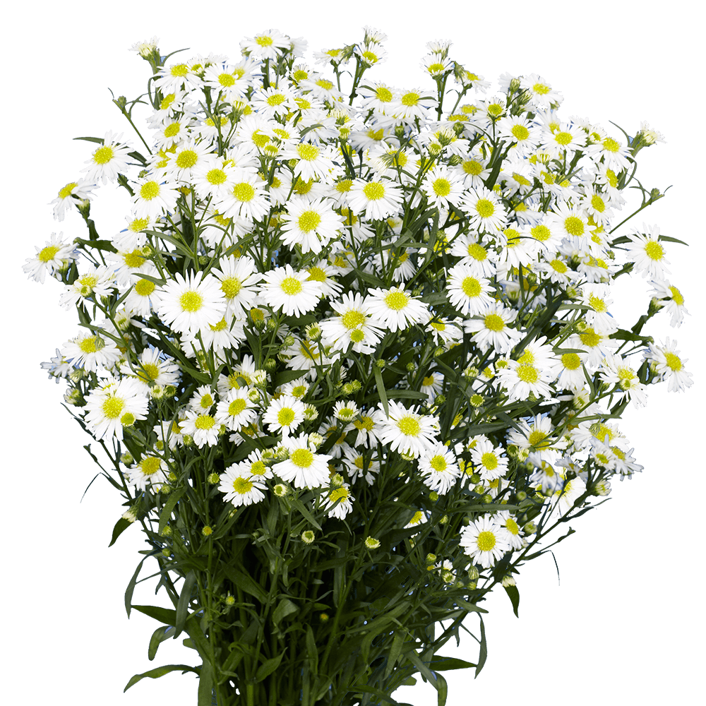White Aster Flowers Fresh Cut Wholesale 60 Stems Snow White Daisy Blooms