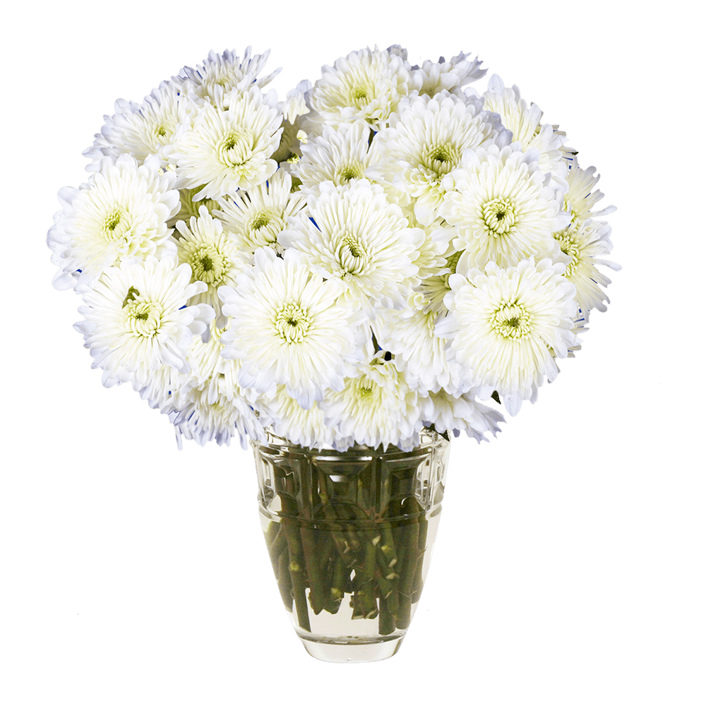 White Cushion Pom Poms Bunches – Fresh Cut Flowers