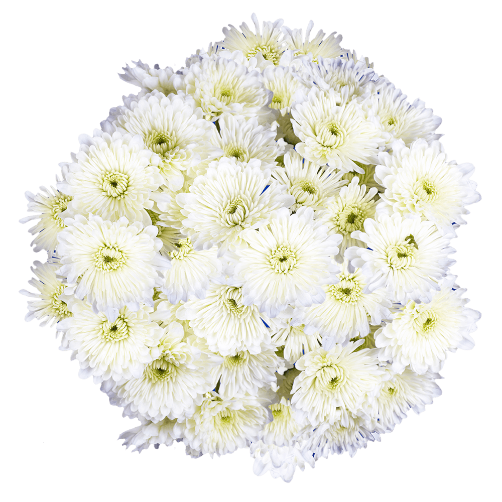 White Cushion Pom Poms Bunches – Fresh Cut Flowers