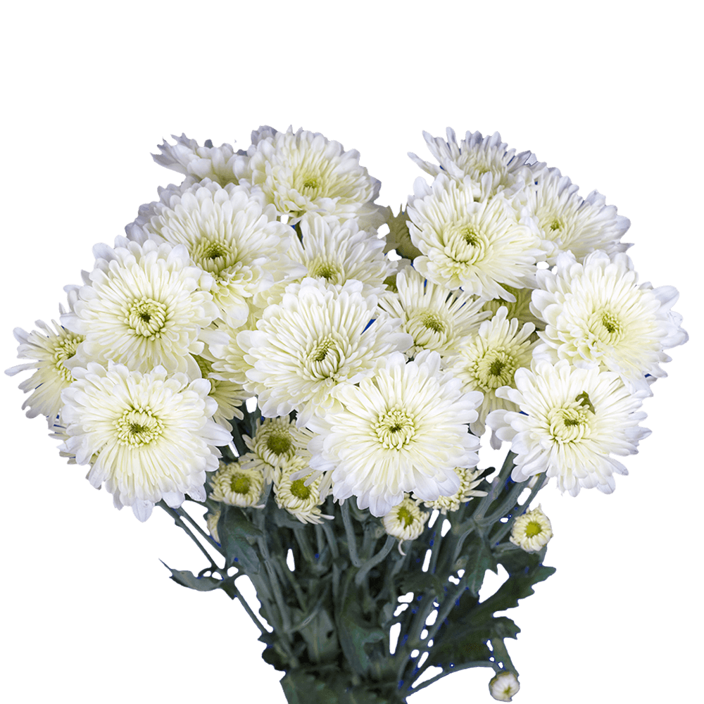 White Cushion Pom Poms Bunches – Fresh Cut Flowers