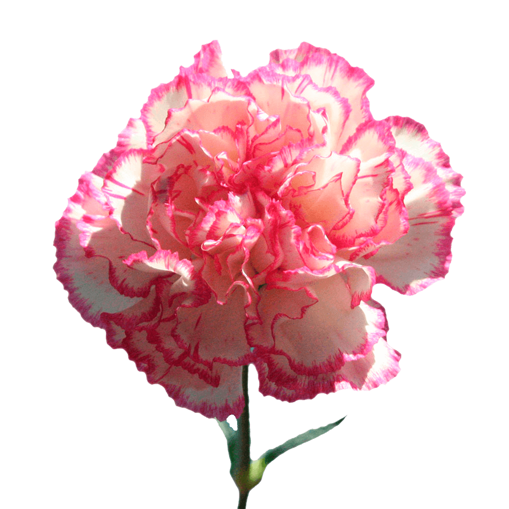 Bi-Color Carnations – Fresh Flower Bouquets
