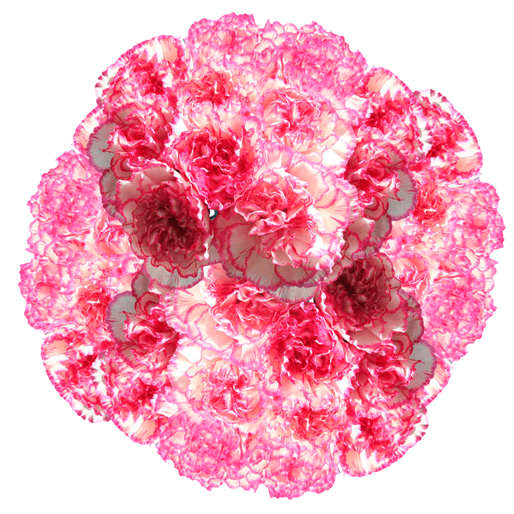 Bi-Color Carnations – Fresh Flower Bouquets