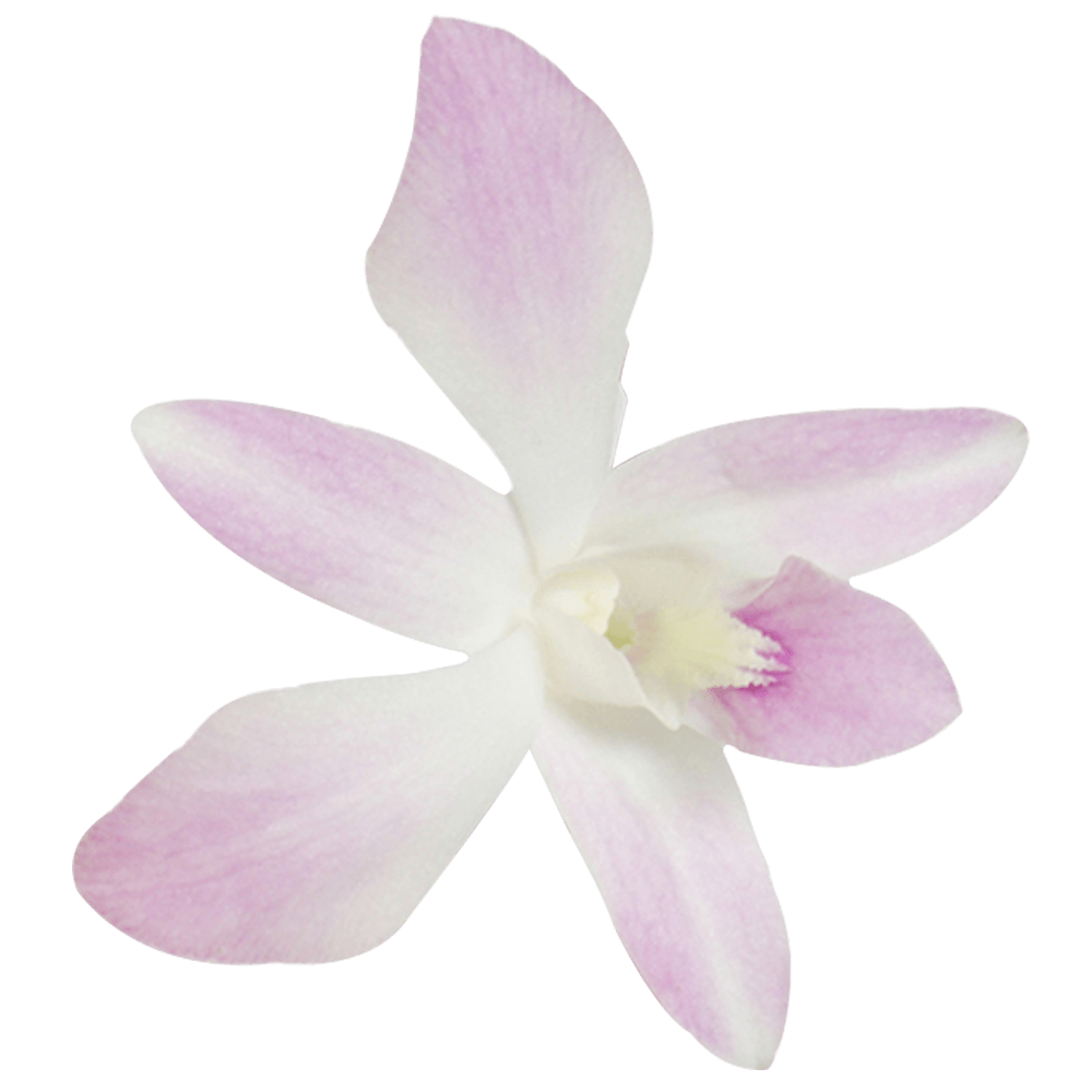 White and Pink Miss Teen Orchids Bunches – Fresh Cut Flowers