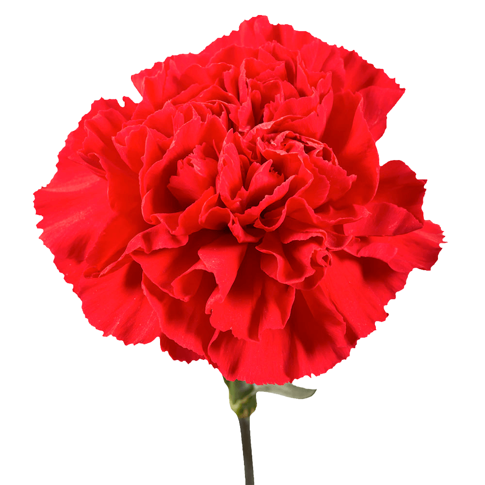Red Carnation Stems Fresh Flower Bouquets