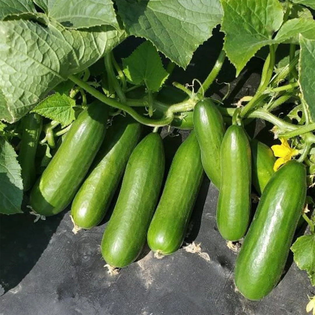 Cute Little Baby Cucumber F1 Seeds 20 Plus Green Little Finger Cucumber Seeds Very Productive for Home Gardening