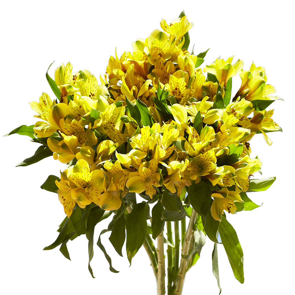 Yellow Alstroemeria Stems Flower Bouquets