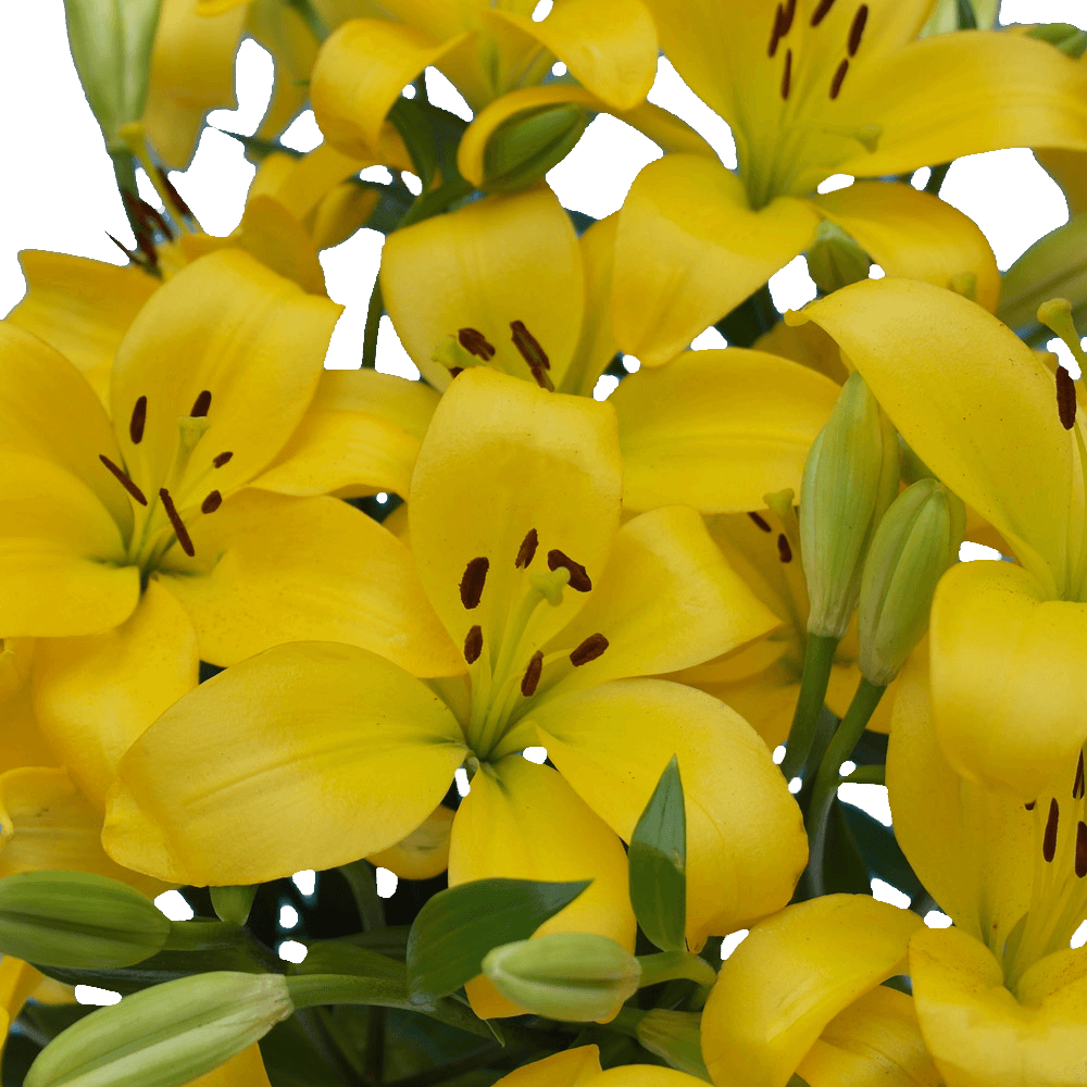 Yellow Asiatic Lilies Bright Fresh Bulk Floral Stems