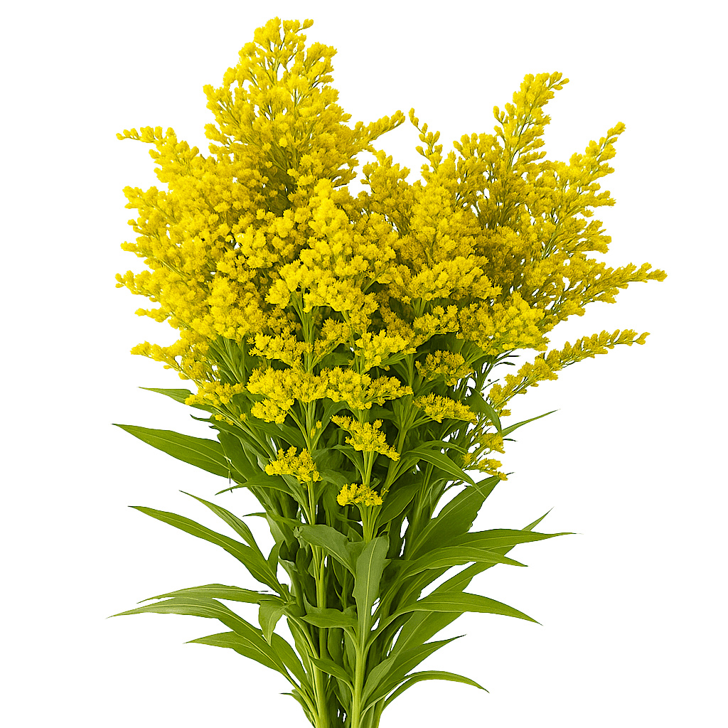 Aster Solidago Yellow Flowers Fresh Cut Wholesale Golden Rod Blooms