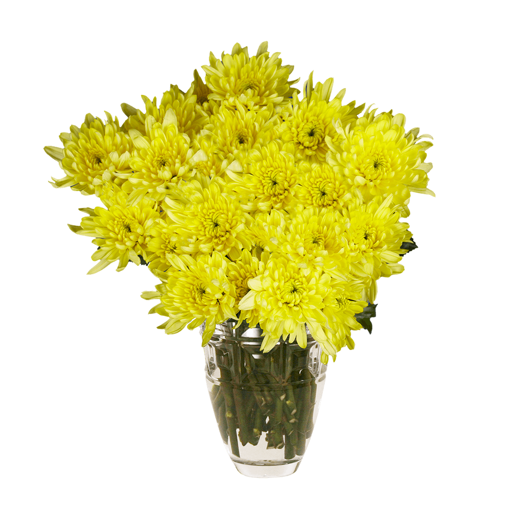 Yellow Cushion Pom Poms Stems – Fresh Cut Flowers