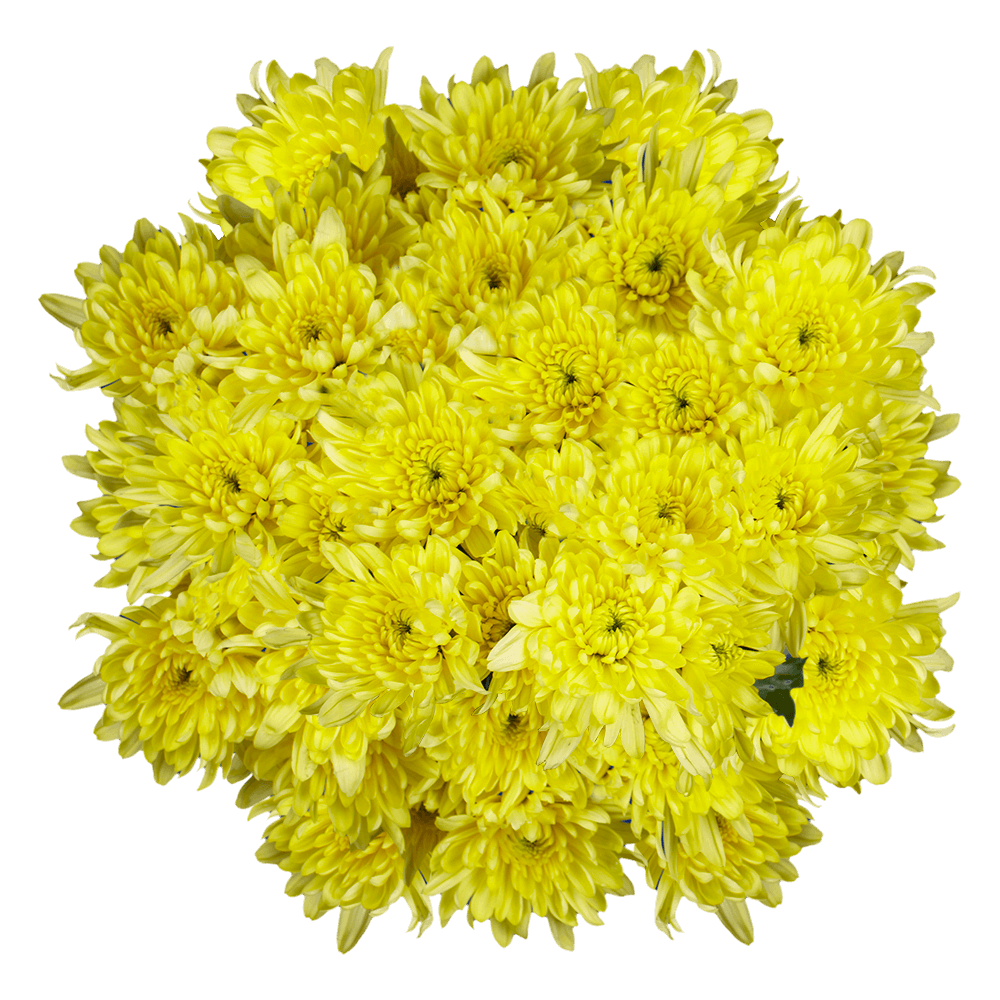 Yellow Cushion Pom Poms Stems – Fresh Cut Flowers