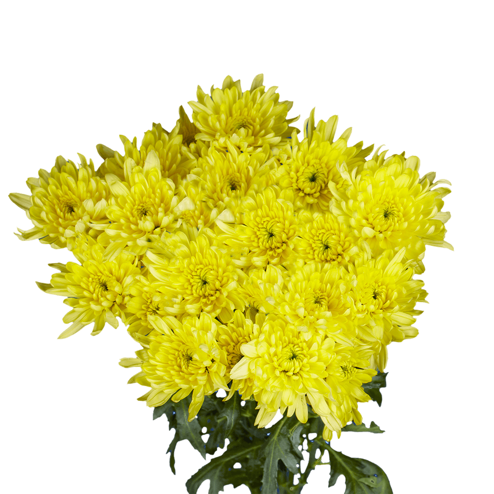 Yellow Cushion Pom Poms Stems – Fresh Cut Flowers