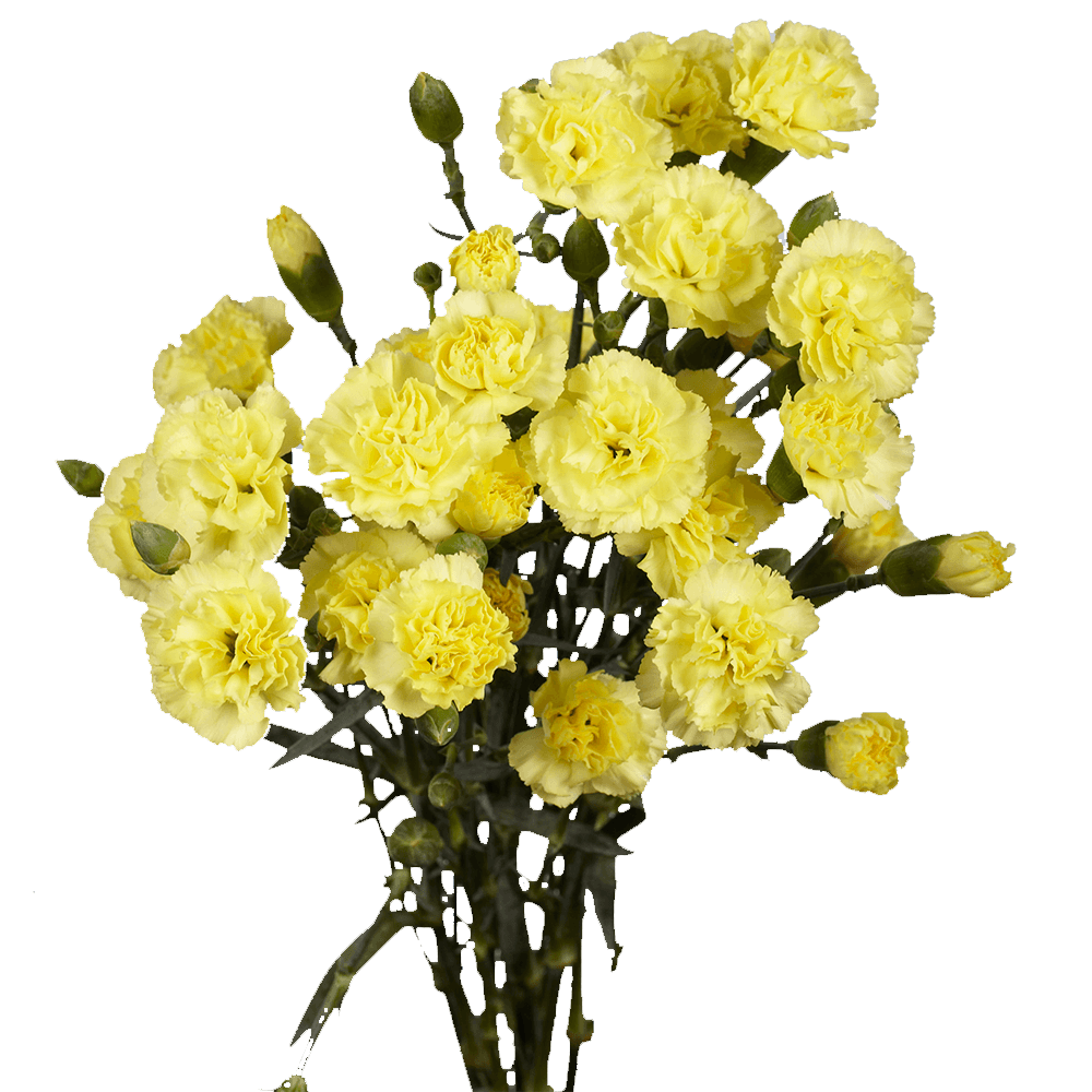 Yellow Spray Carnations Bunches – Fresh Cut Flowers