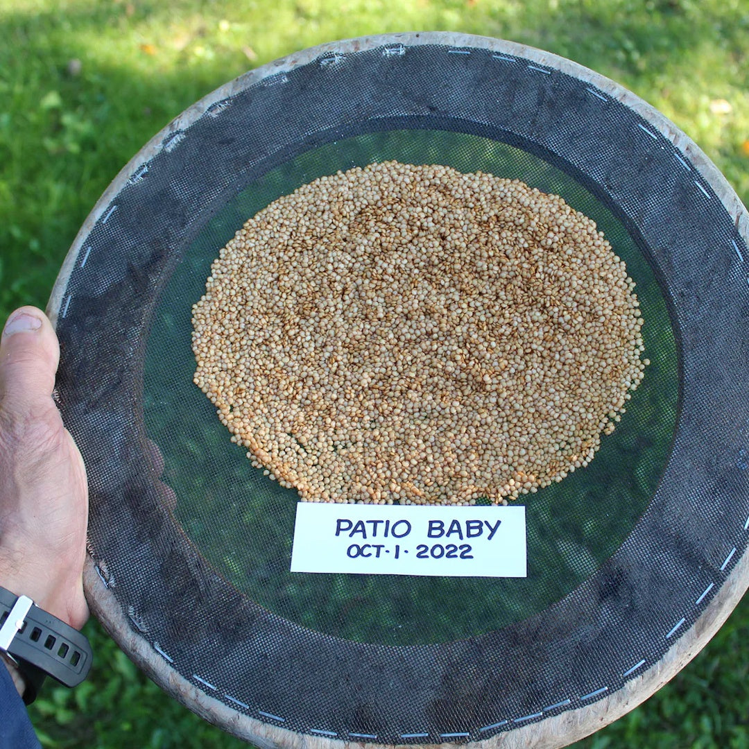 Patio Baby Eggplant Seeds 30 Plus Fresh Organic Seeds for the 2026 Season