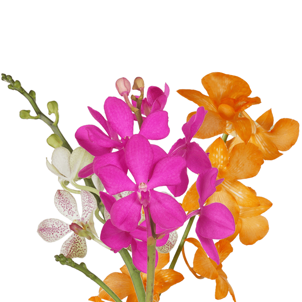 Your Choice of Color Orchids Bunches – Fresh Cut Flowers