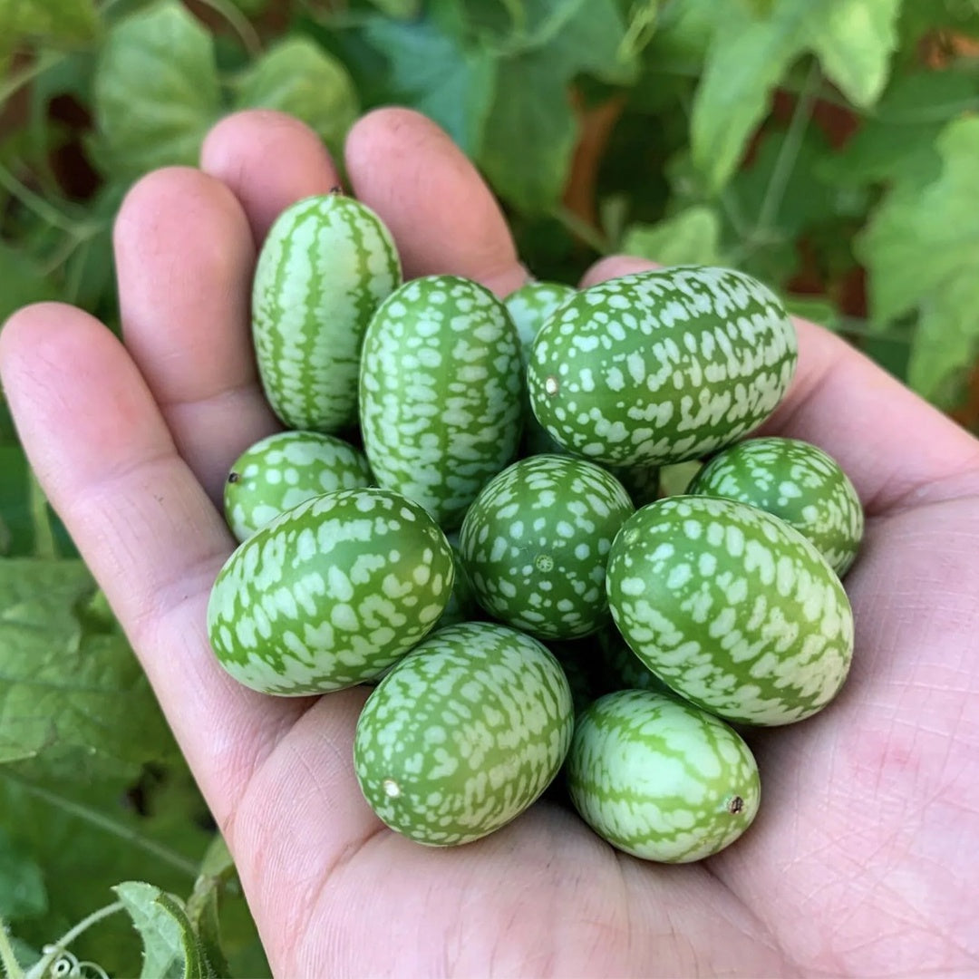 50 Cucamelon Seeds Mini Cucumber Mouse Melon Mexican Sour Gherkin Melothria Scabra