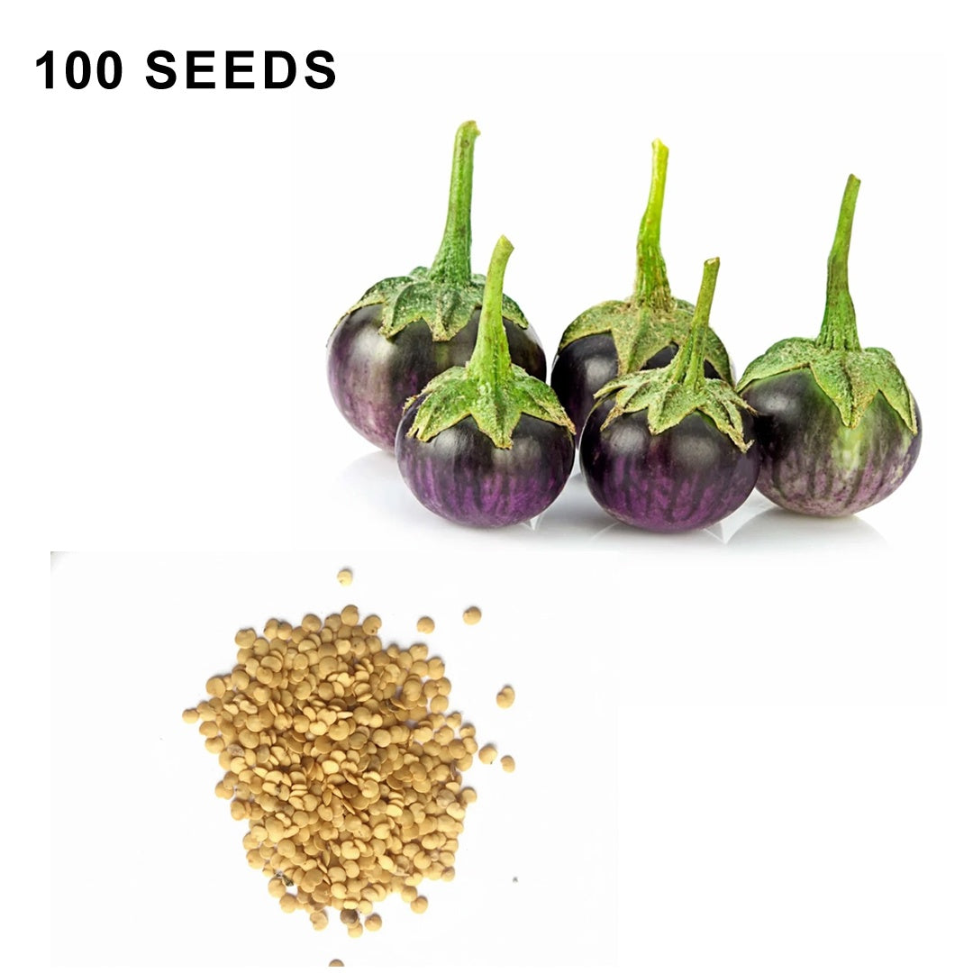 Round Purple Eggplant Seeds Thai Baby Eggplant Indian Eggplant Seeds Non GMO Organic Treevales