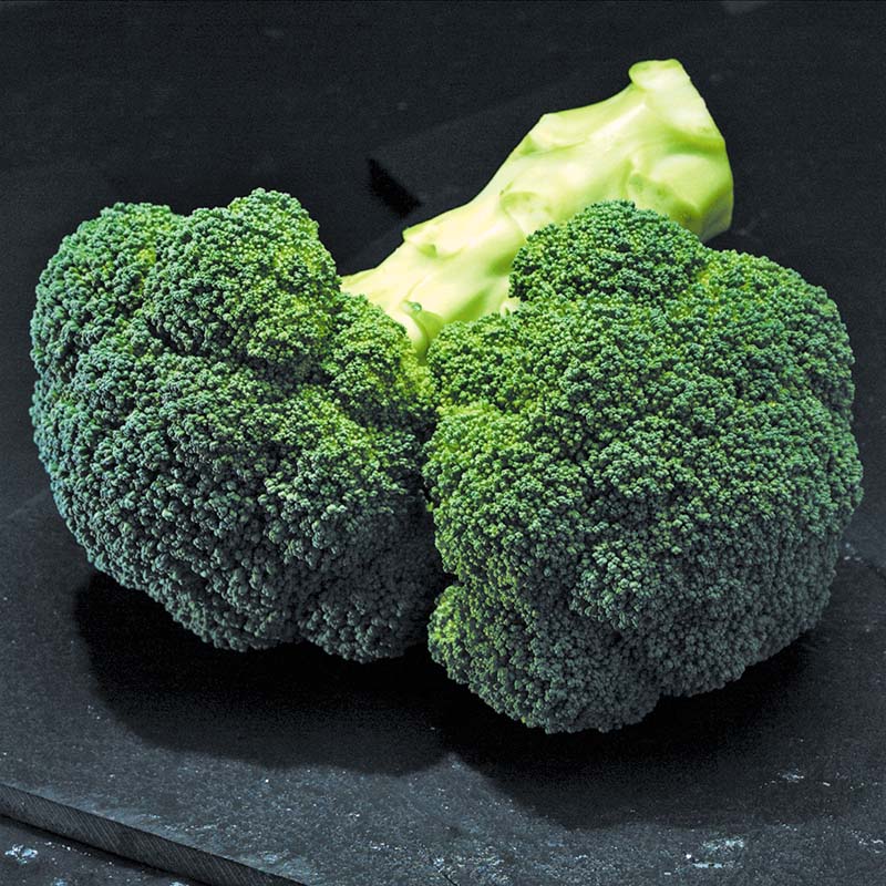 Broccoli Gypsy F1 Seed