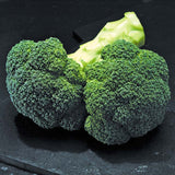 Broccoli Gypsy F1 Seed