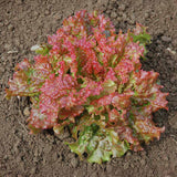 Lettuce New Red Fire MTO Seed