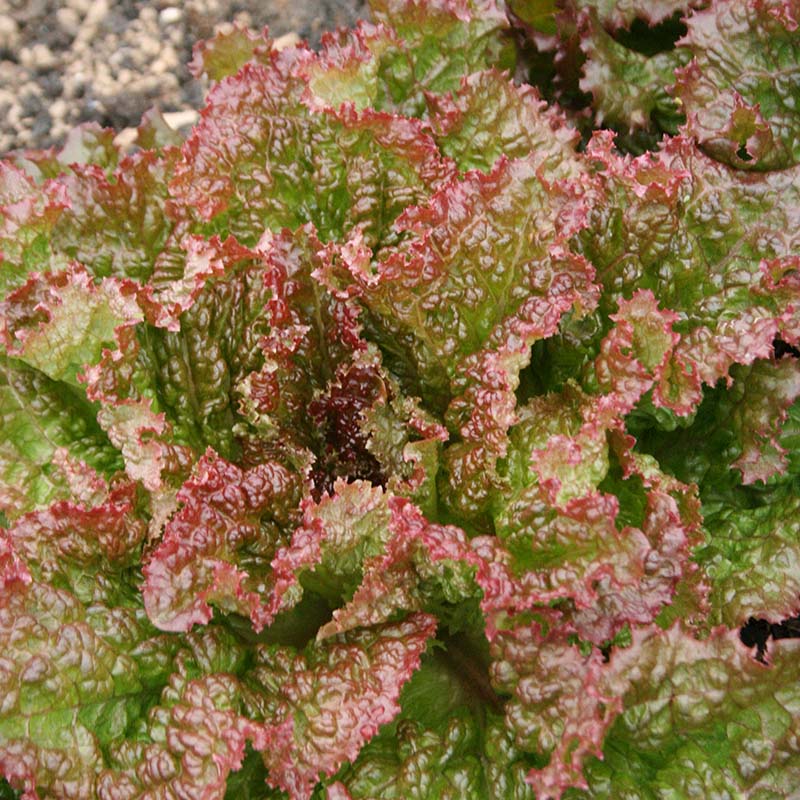 Lettuce New Red Fire MTO Seed