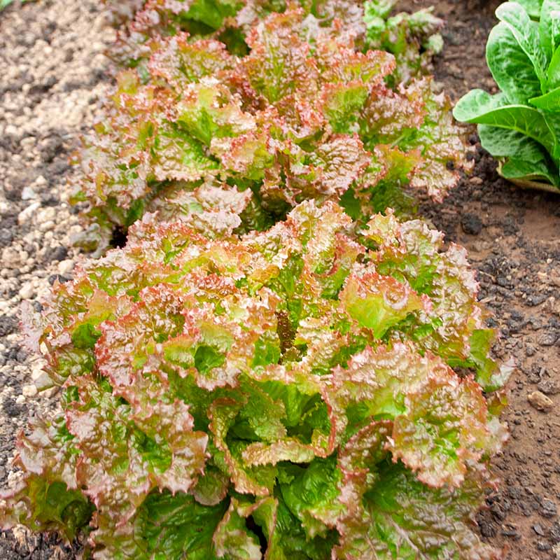 Lettuce New Red Fire MTO Seed