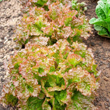 Lettuce New Red Fire MTO Seed