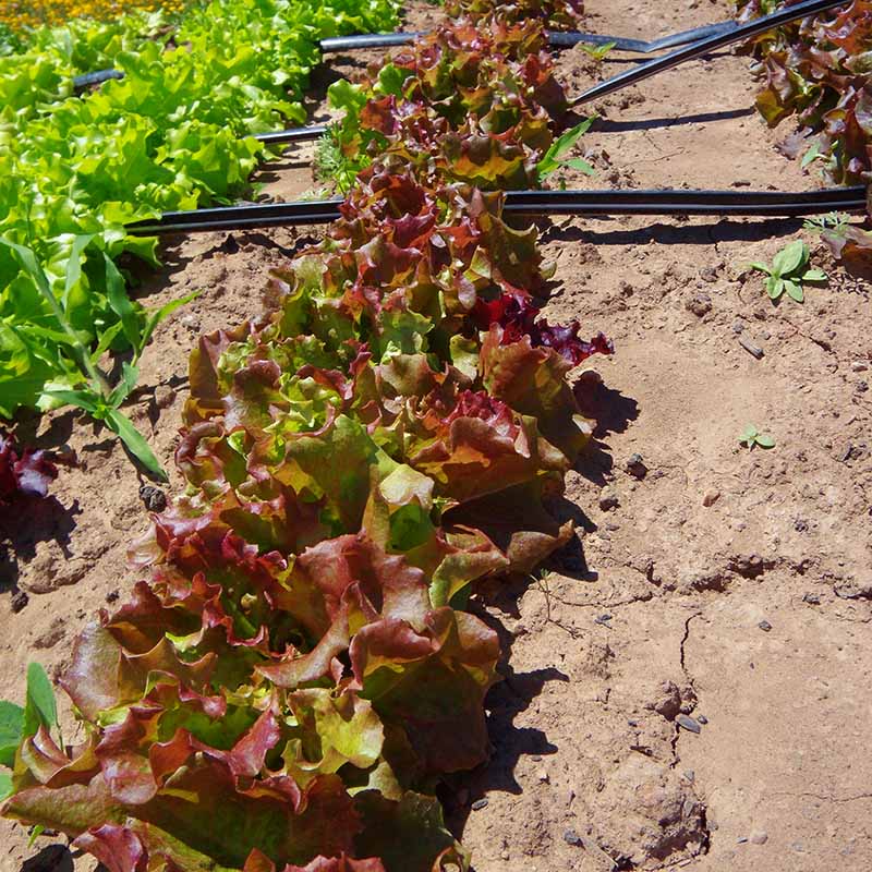 Lettuce New Red Fire MTO Seed