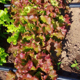 Lettuce New Red Fire MTO Seed