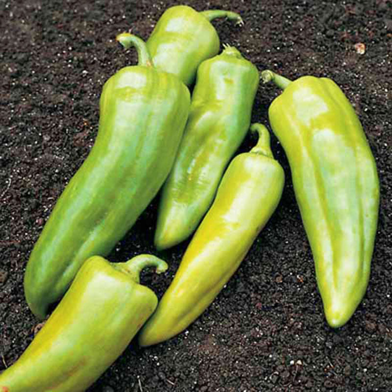 Pepper Key Largo F1 Seed