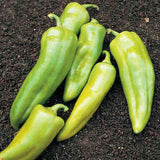 Pepper Key Largo F1 Seed