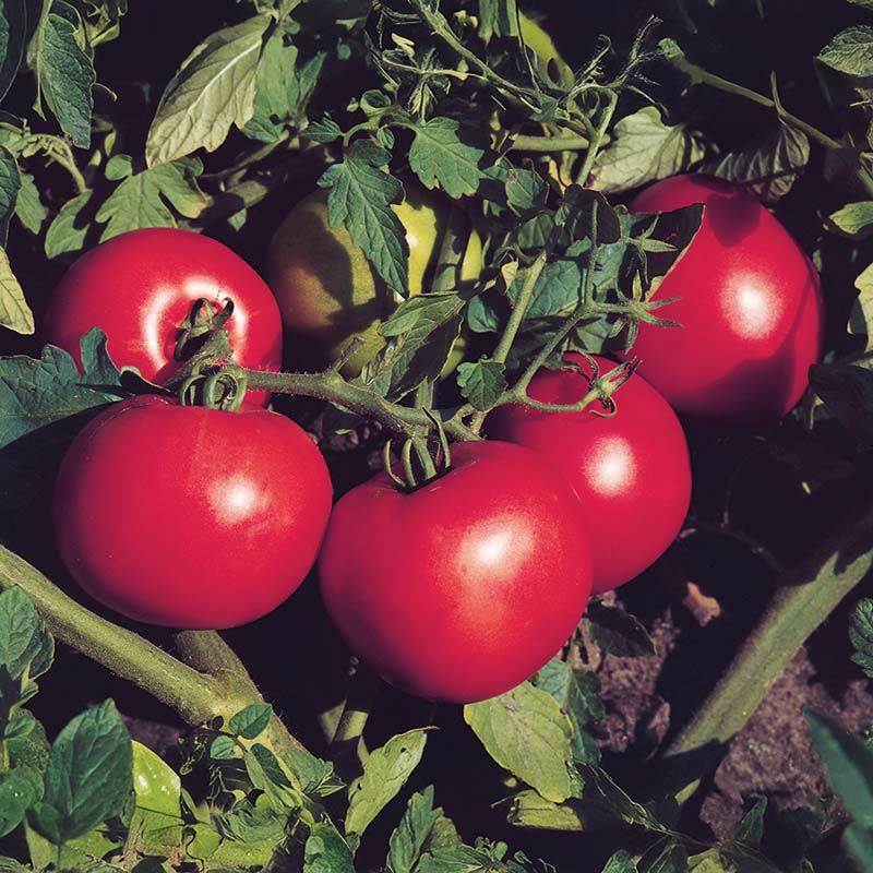 Tomato Jet Star F1 Seed