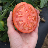 Tomato Jet Star F1 Seed