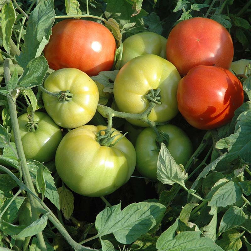 Tomato Mountain Fresh Plus F1 Seed