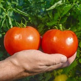 Tomato Mountain Fresh Plus F1 Seed