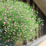 Gypsophila Gypsy Deep Rose Seed
