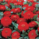 Zinnia Dreamland Red F1 Seed