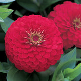 Zinnia Dreamland Red F1 Seed